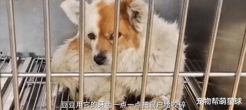 过世网红狗,缅怀过世网红狗的温馨瞬间